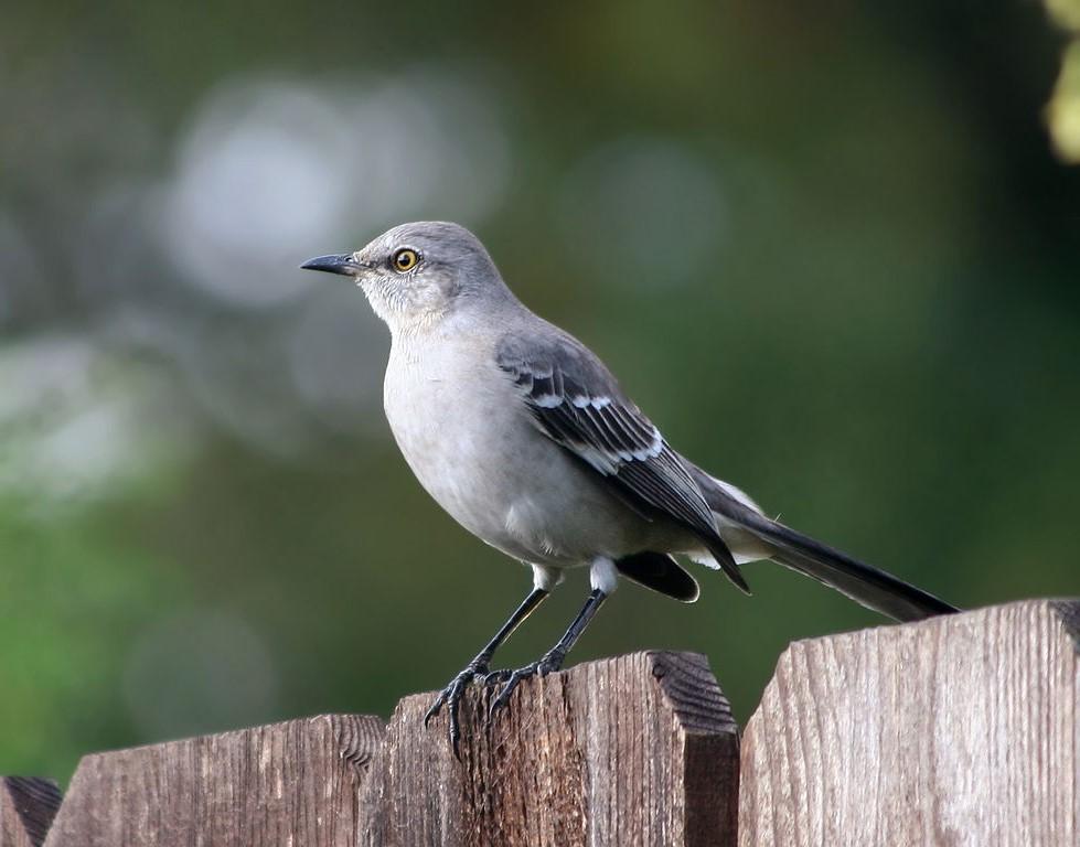 979px Northern Mockingbird3