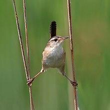 MarshWren Cistothorus palustris CT