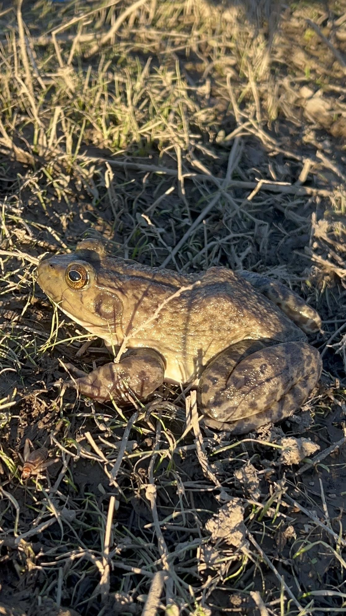 S2 35 American Bullfrogs in Sonoma County TMini