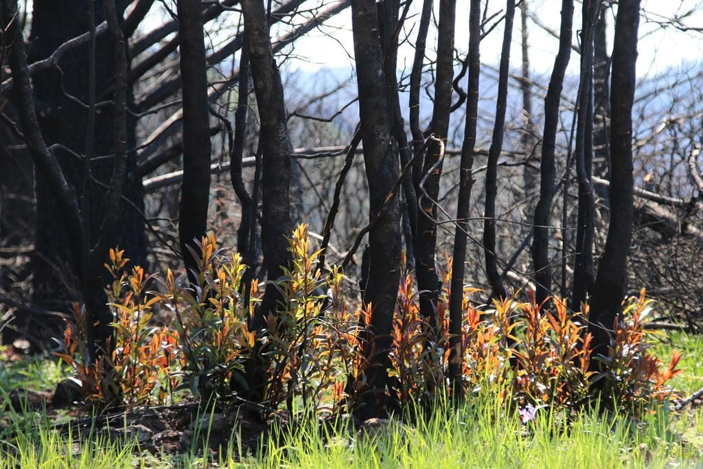 From fire comes new plant life at Pepperwood sm