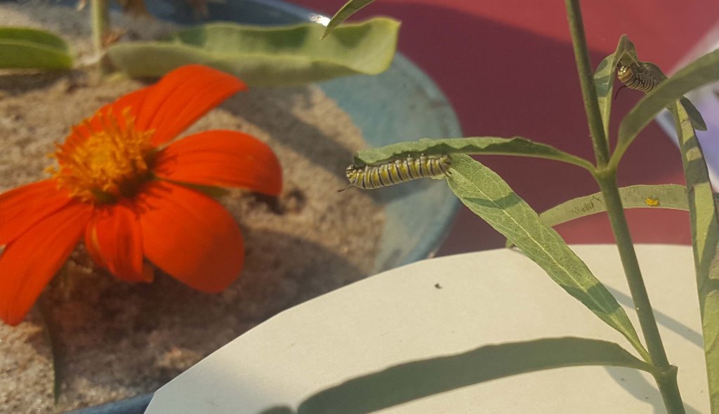 Monarchs reith cropped