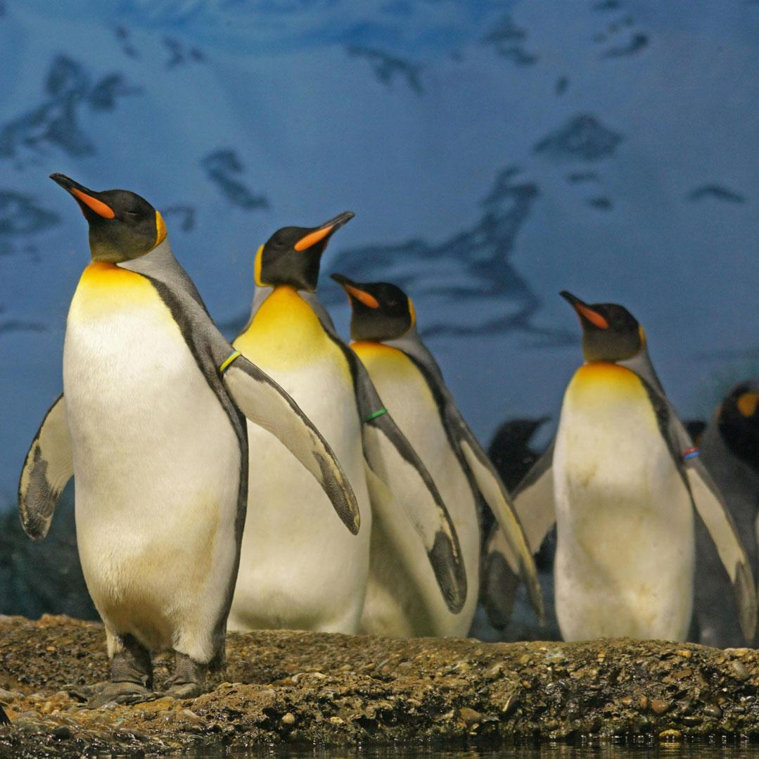 Global Penguin Society