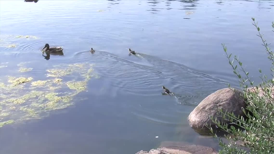 Community Organizing - Spanish