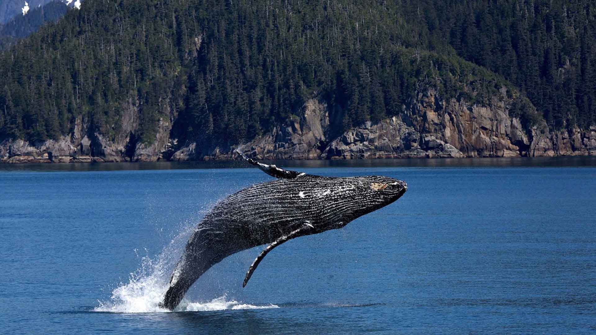 Are Gray Whales the Canary in the Climate Coal Mine?