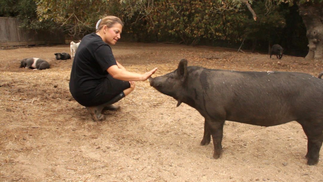 King and Queen of Pork: ZAZU Kitchen + Farm