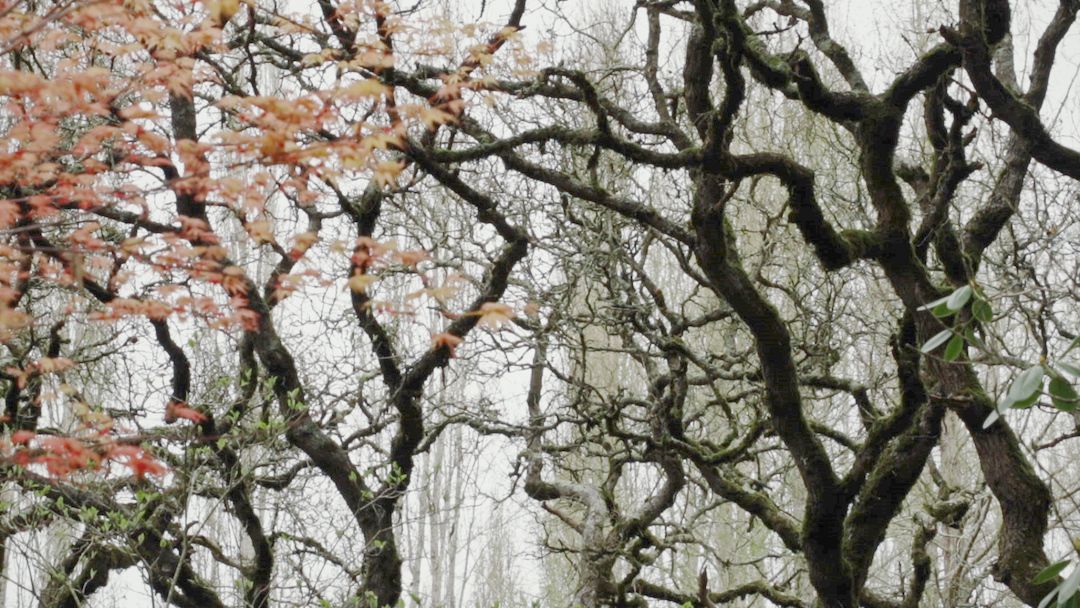 The Spanish Gardener