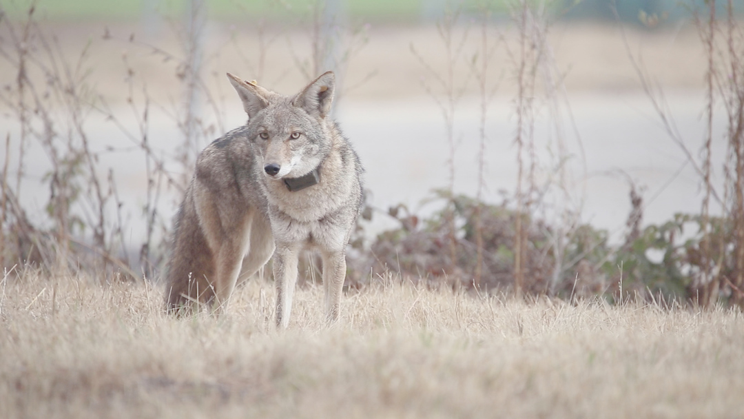 Tracking SF’s coyotes from the Presidio to Bernal Hill