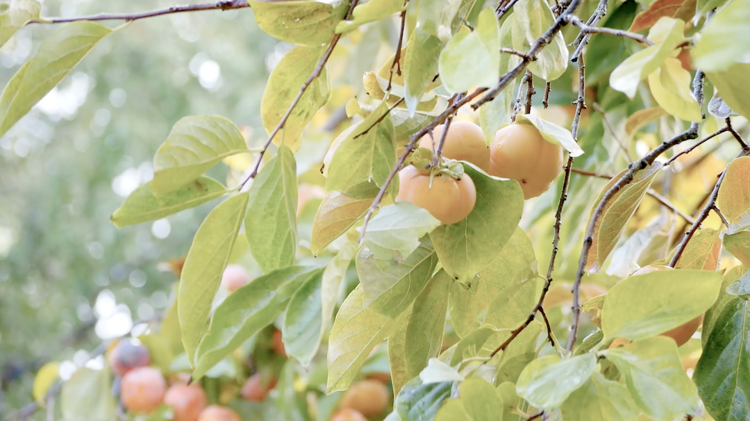 Sonoma County Bounty: Farm to Pantry and Food Justice