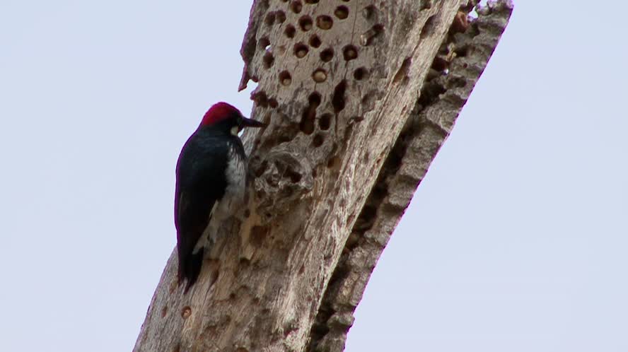 Bird Beaks CritterCam