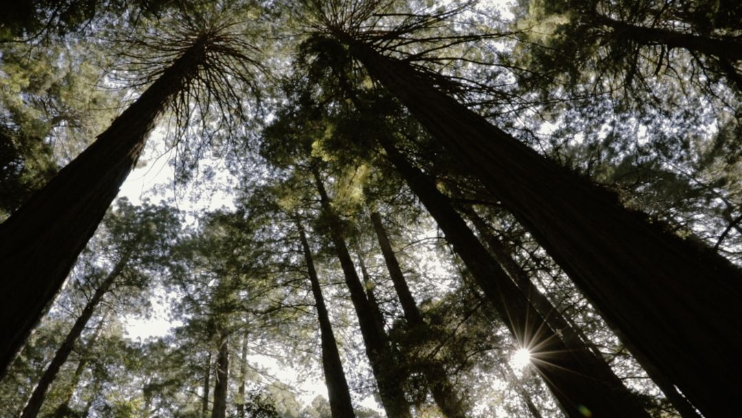 In the Shadow of Tall Trees