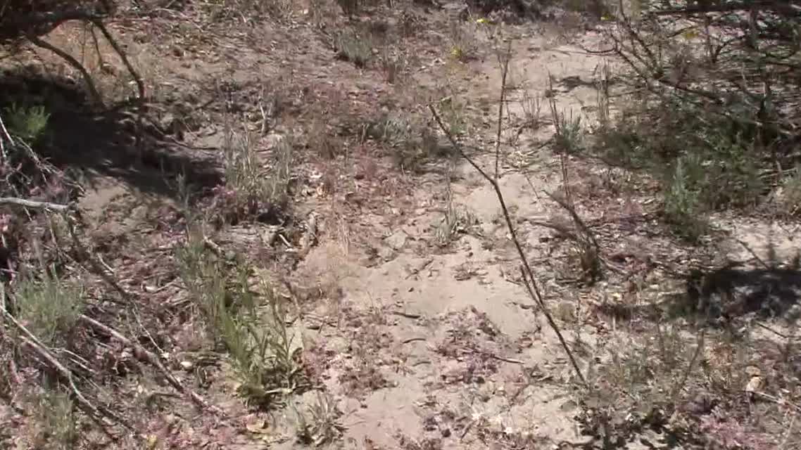 Bay Nature: Santa Cruz Sand Hills