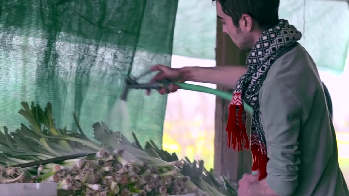 FarmShorts: Green String Farm